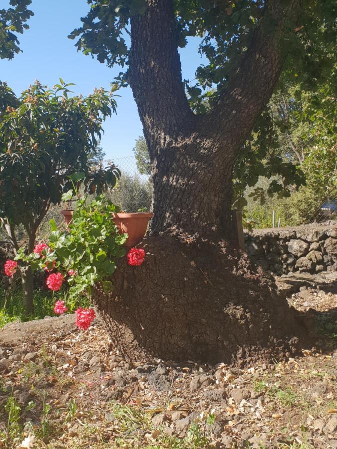 Alle Pendici Dell'Etna Ragalna Exteriör bild